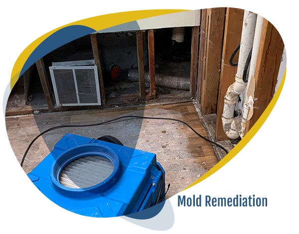 Mold Remediation Service
